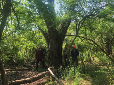 Early Food Forest Permaculture Designs